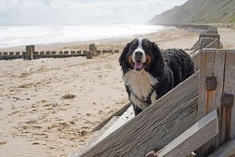 A dog on the beach in Norfolk