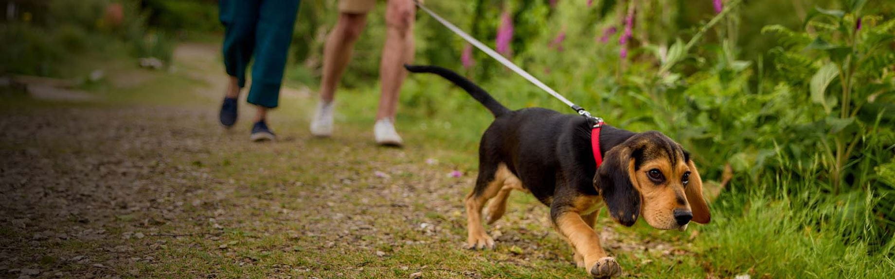 A puppy on a countryside walk