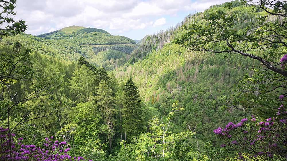 Lush greenery in the valley of Devils Bridge Falls in Wales