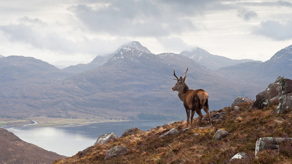 A lone wild stag looking over a loch in the Scottish Highlands