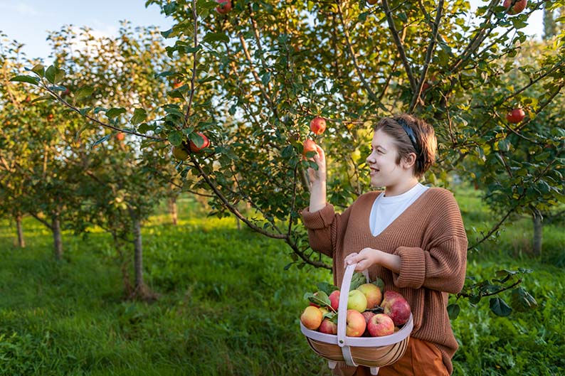 A girl picking an apple from a tree in an apple orchard