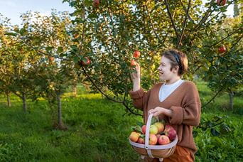 A girl picking an apple from a tree in an apple orchard