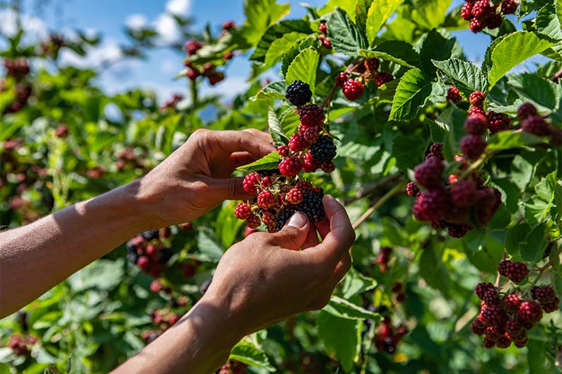 A person picking blackberries from a bush