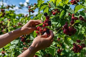 A person picking blackberries from a bush