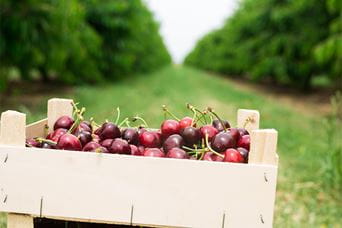A punnet of cherries on a farm