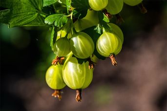 Gooseberries growing on a bush