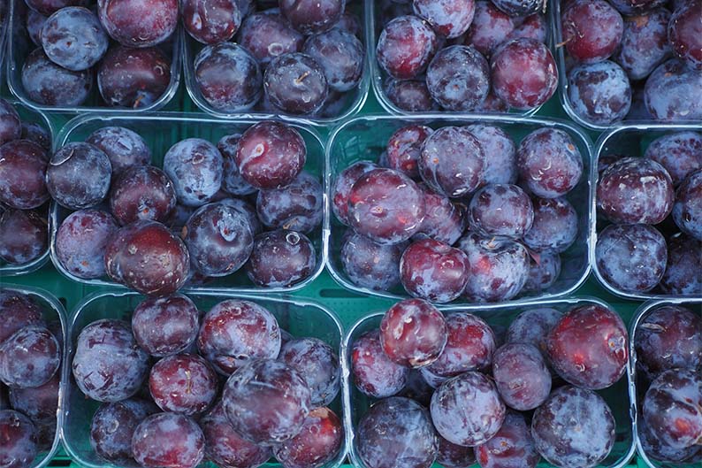 Punnets of freshly picked plums