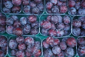 Punnets of freshly picked plums