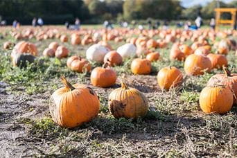 Pumpkins in a field waiting to be picked