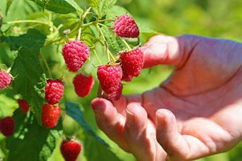 A person picking fresh raspberries