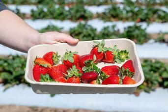 A punnet of freshly picked strawberries