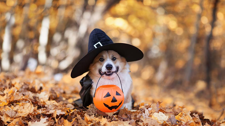A dog in a Halloween costume holding a pumpkin bucket
