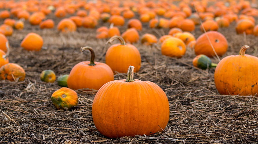 A field of bright orange pumpkins