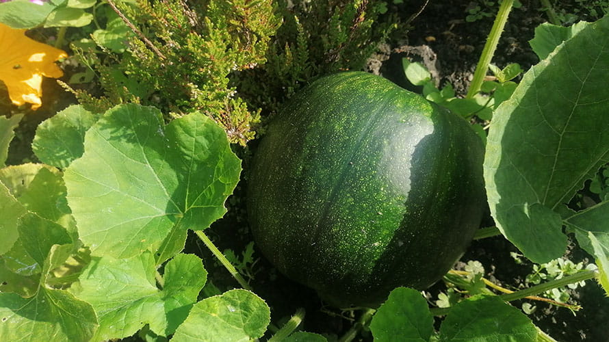 A green pumpkin growing