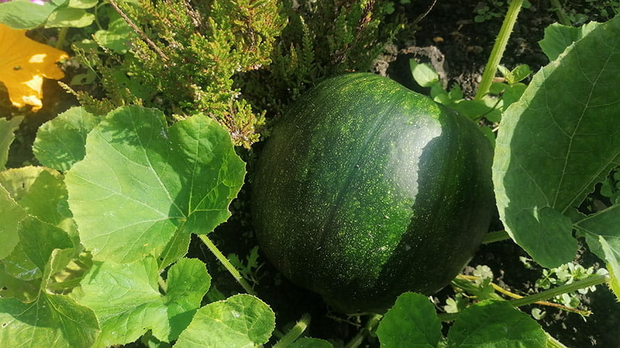 A green pumpkin growing