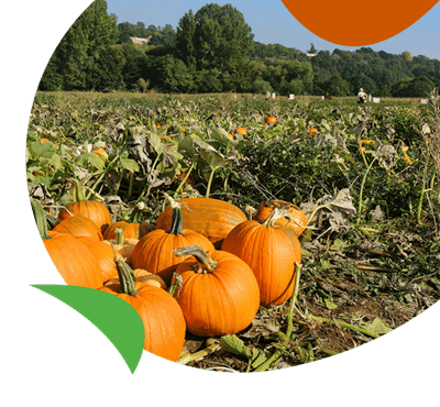 Pumpkins picked from a field