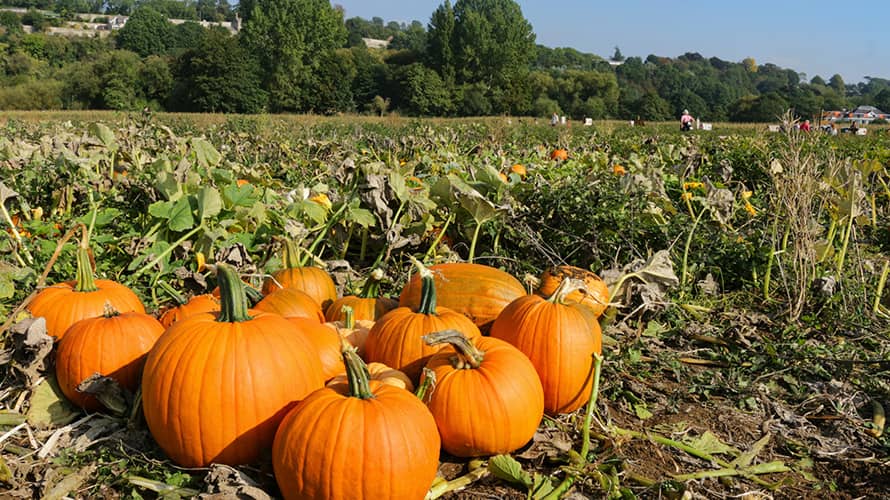 Pumpkins gathered in a field