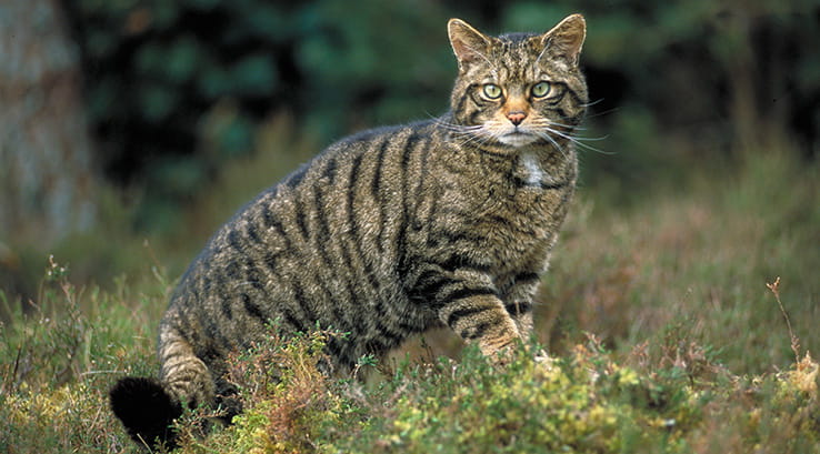 Cairns Wildcat