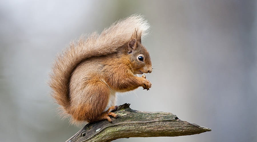 Red Squirrel