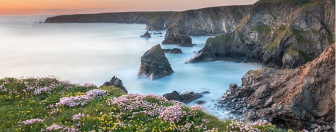Wild flowers growing on a grassy cliff by a cove