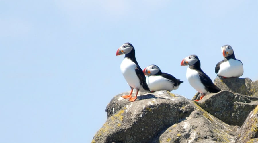 Puffins on a rock