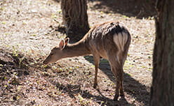 A deer in the woods