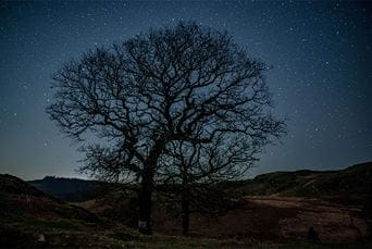 Stars in the sky behind the outline of a tree in Galloway Forest Park