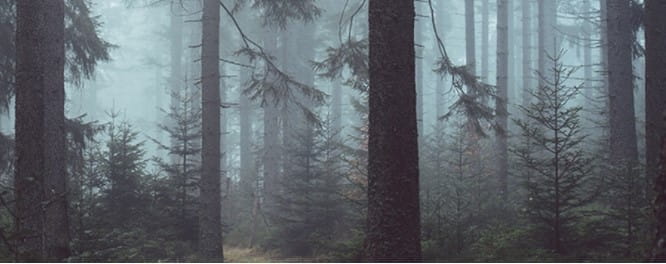 A misty forest