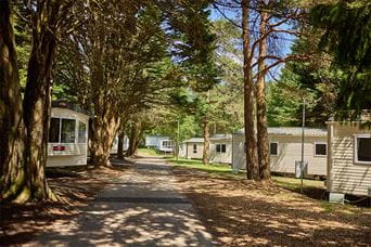 Caravans amongst the trees at Sandford Holiday Park in Dorset