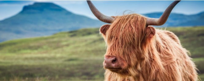 Highland Cow in Scotland