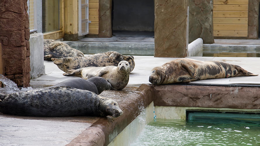 Seals snoozing by the pool at the Cornish Seal Sanctuary