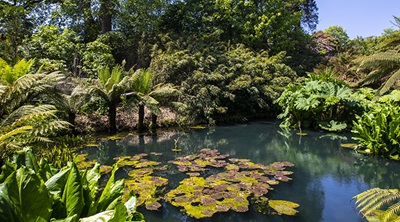 The lost gardens of heligan