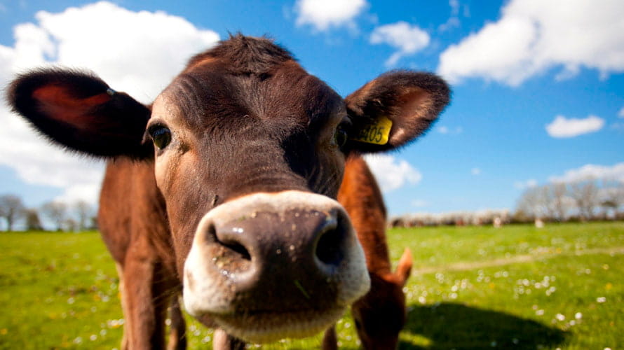 A dairy cow looking at the camera