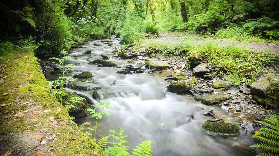 A stream flowing through the woodland at St Nectan's Glen in Cornwall