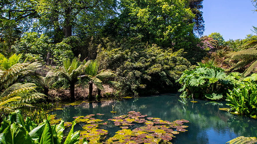 A pond surrounded by lush greenery at The Lost Gardens of Heligan in Cornwall