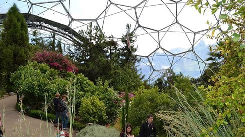 Plants inside the biome at Eden Project in Cornwall