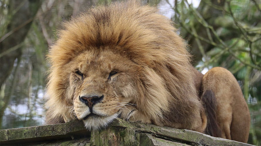 A lion sleeping at Newquay Zoo