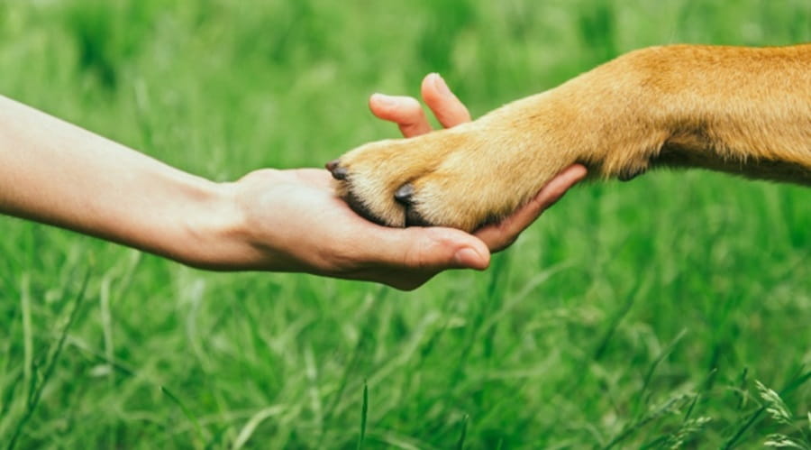 Dog and Human hand in hand