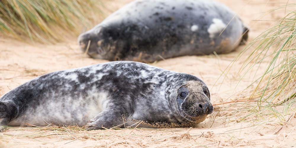 Seals lying on the sand at Horsey Gap in Norfolk