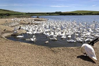 Swans swimming in Abbotsbury Swannery in Dorset