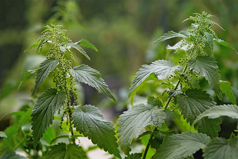 Nettles growing in a field