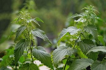 Nettles growing in a field