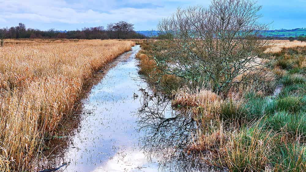 A waterway in a peat bog in the Welsh countryside