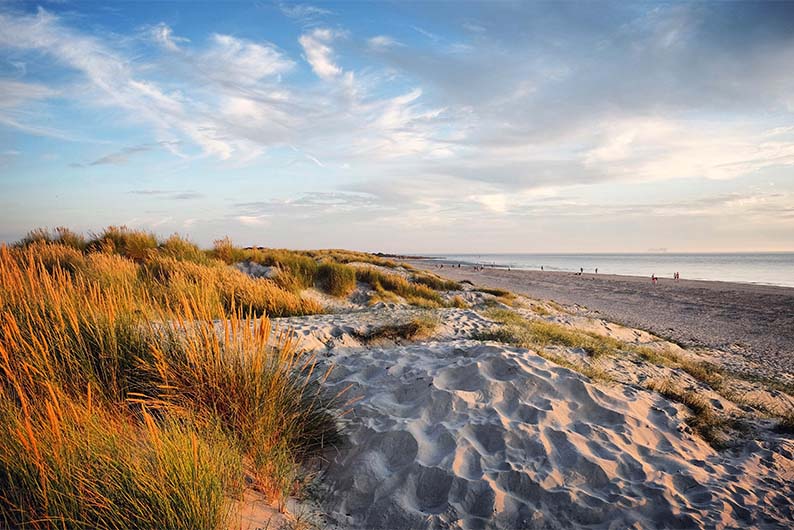 Grassy sand dunes at West Wittering beach