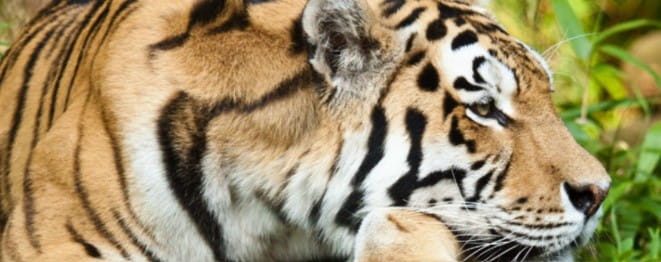 Image tiger