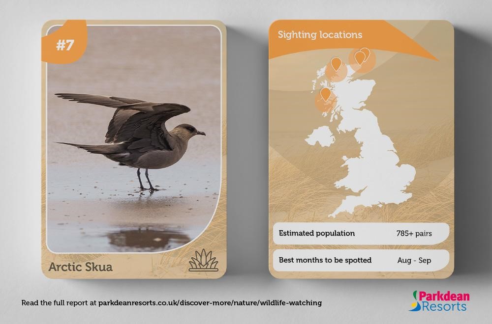 Information card showing the habitat and population numbers of the Arctic Skua