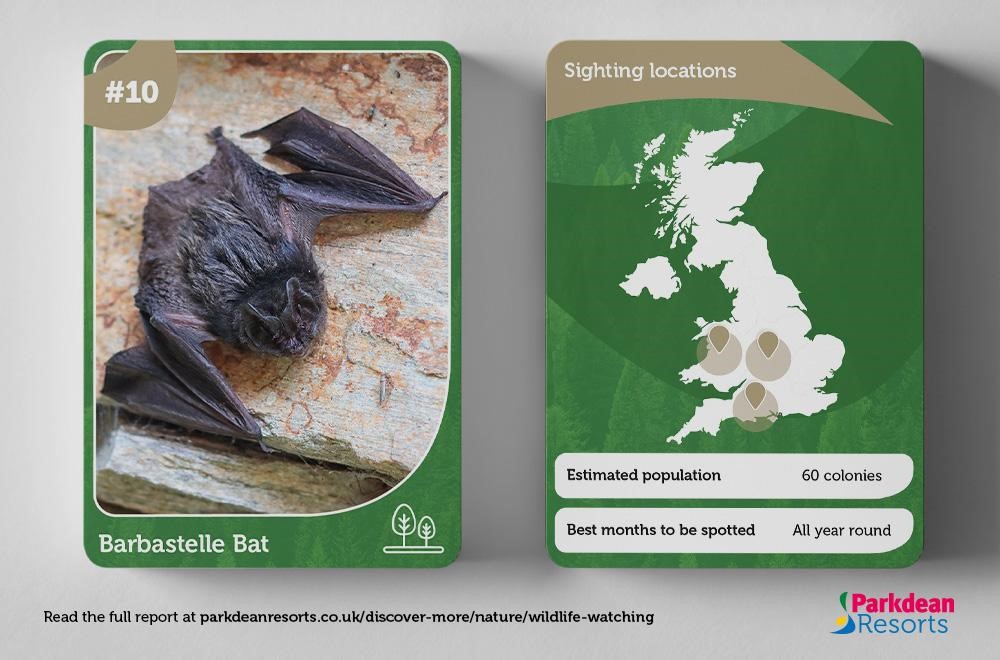 Information card showing the habitat and population of the Barbastelle Bat