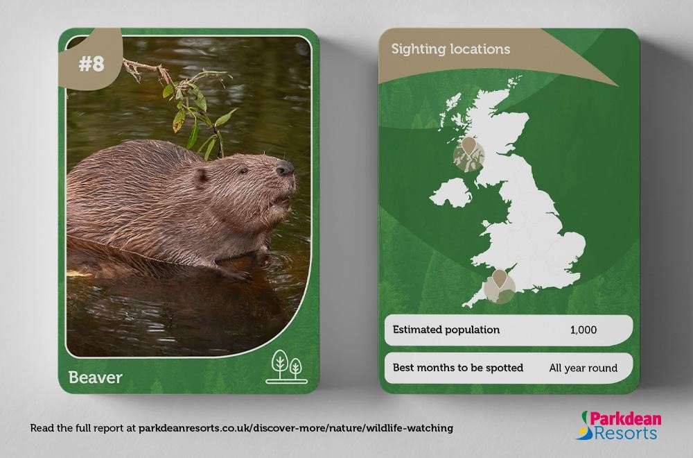Information card showing the habitat and population of the Beaver