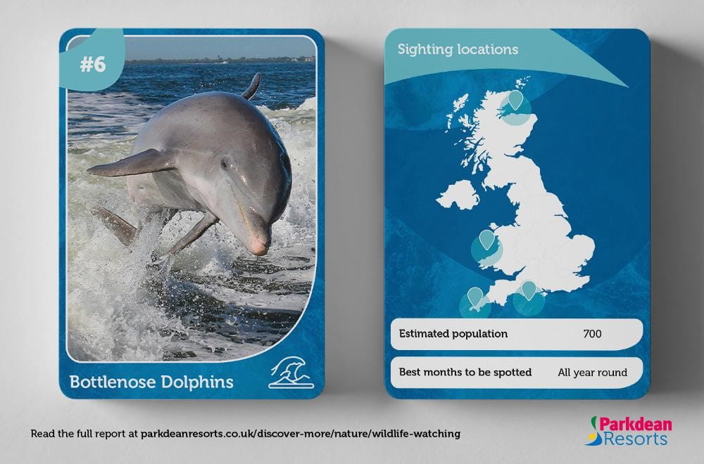 Information card showing the habitat and population of the Bottlenose Dolphin