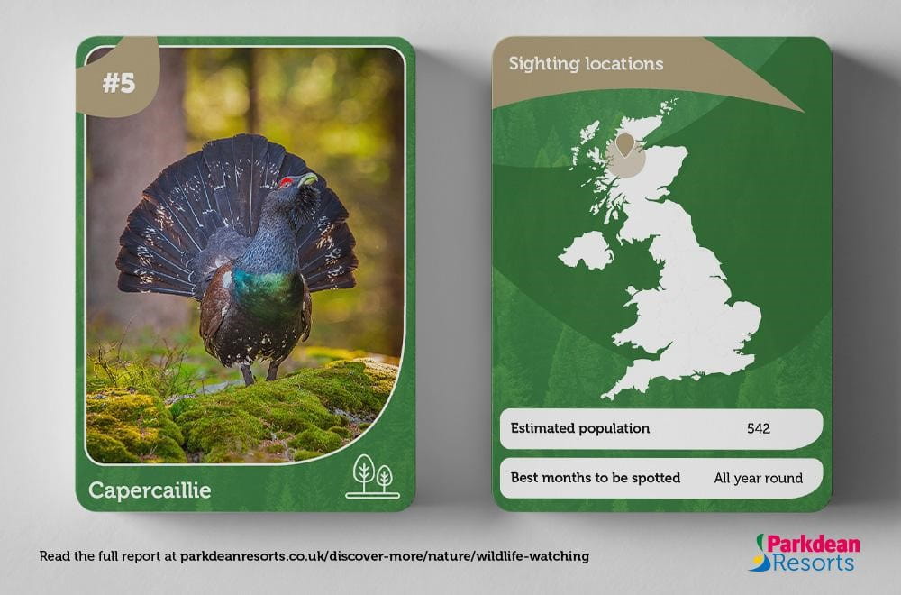 Information card showing the habitat and population of the Capercaillie